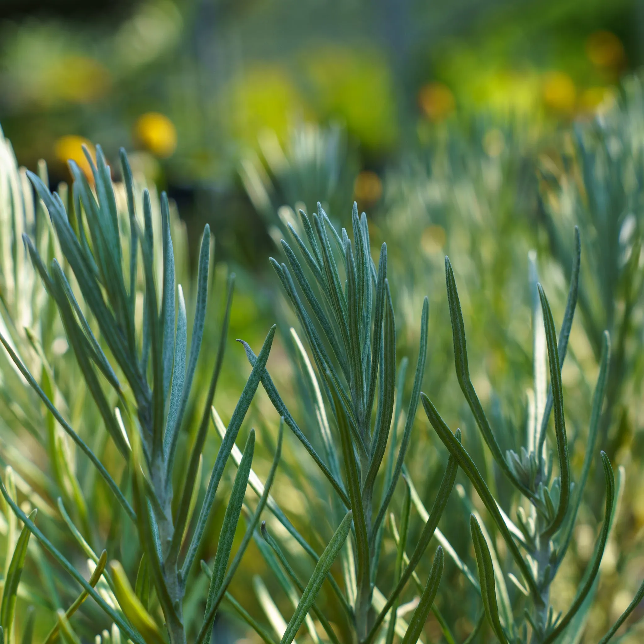 Assorted Herbs