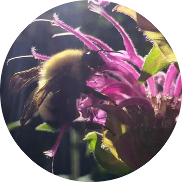 Bee Balm Essential Oil - Living Libations