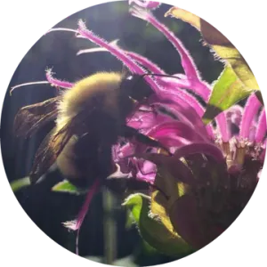 Bee Balm Essential Oil - Living Libations